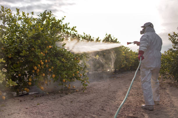Spider Control Near Me in Tome, NM