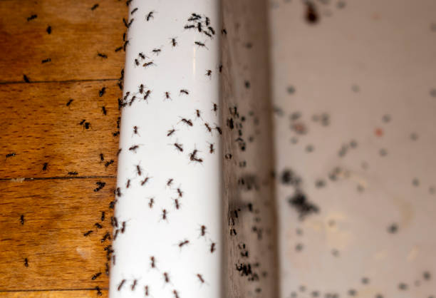 Best Mosquito Control Services  in Tome, NM