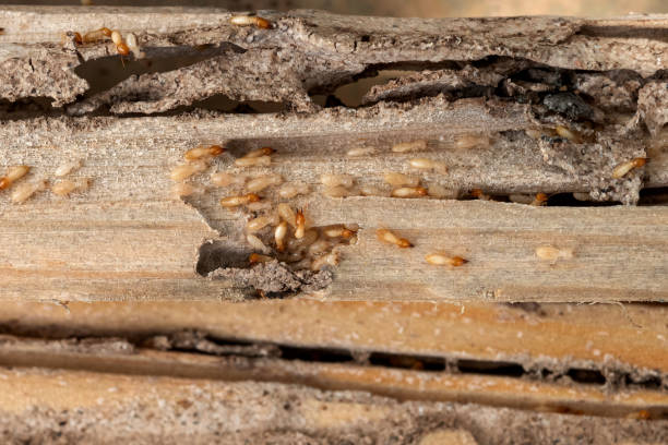 Wildlife Control Services in Tome, NM